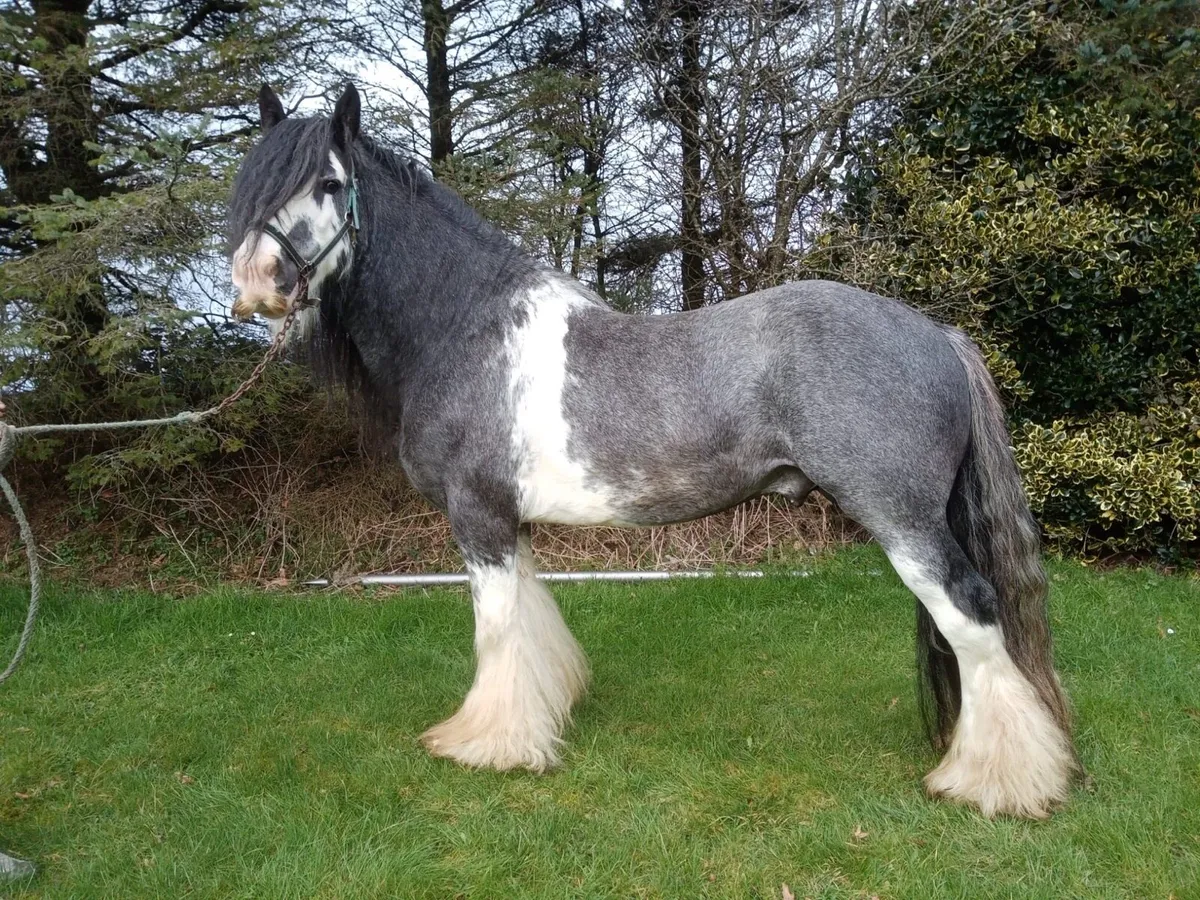 15.2 alrounder cob - Image 3