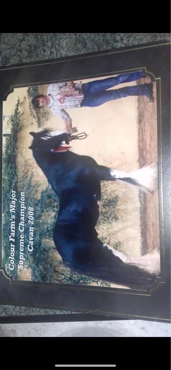 15.2 alrounder cob - Image 4