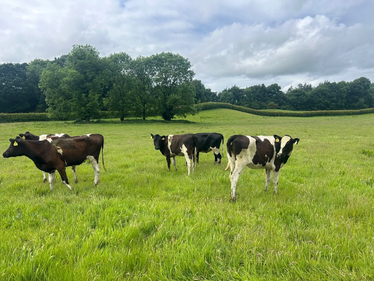 5 super  British Frisian yearling heifers - Image 1