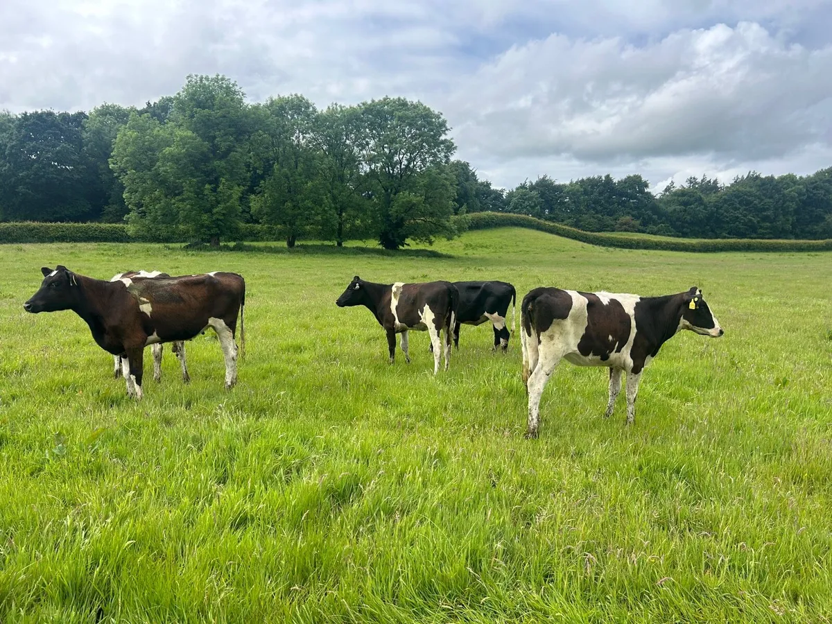 5 super  British Frisian yearling heifers - Image 2