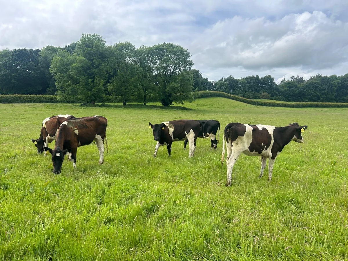 5 super  British Frisian yearling heifers - Image 3