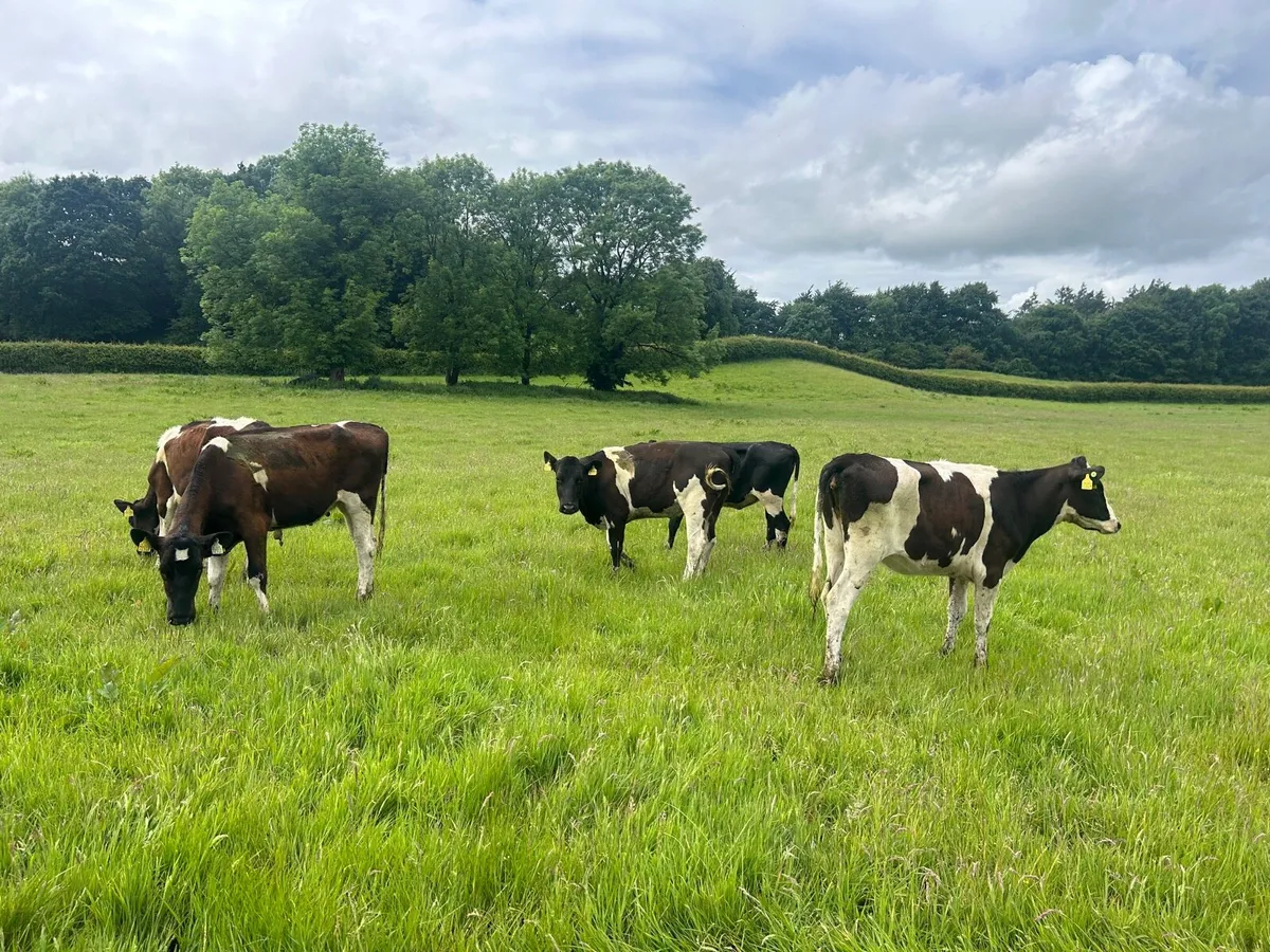 5 super  British Frisian yearling heifers - Image 4