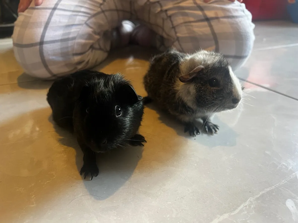 Guinea pigs - Image 1