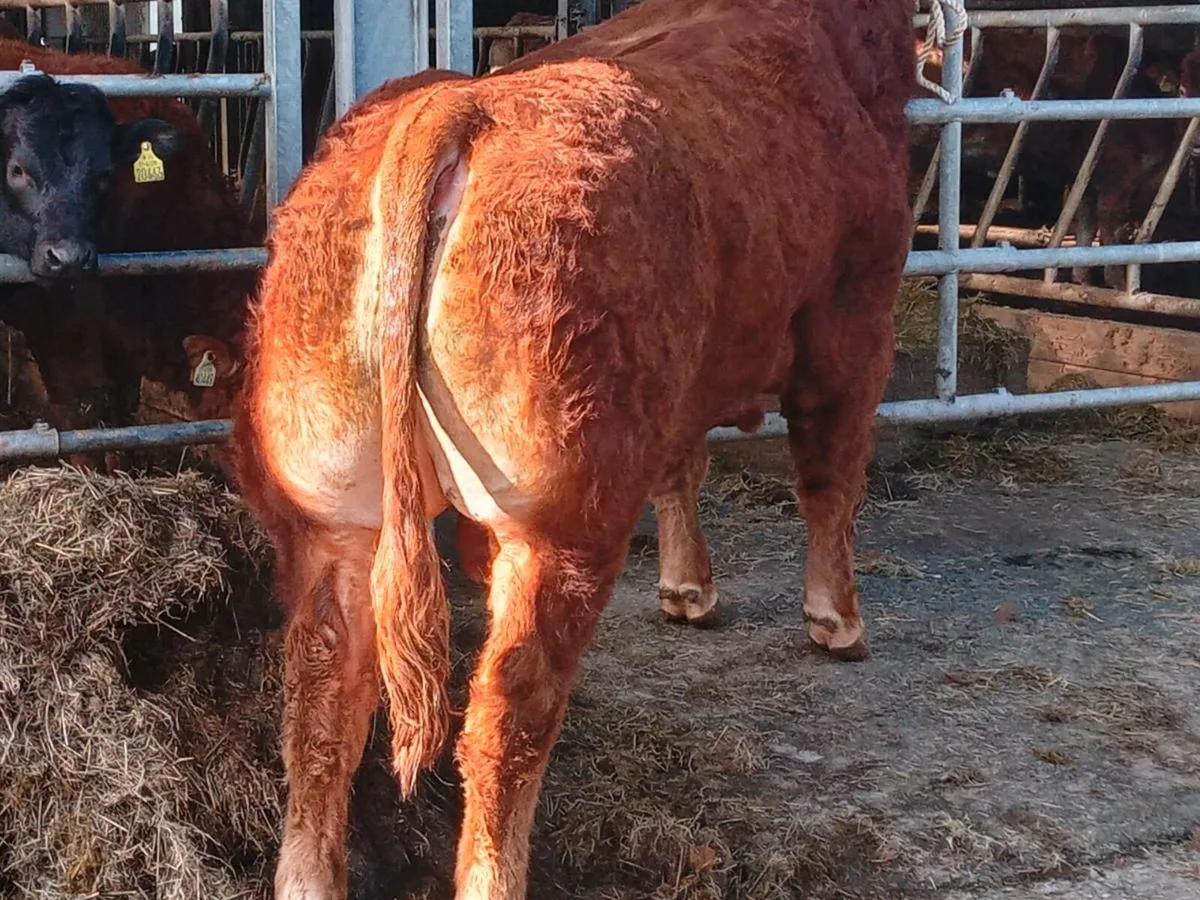 Super pedigree limousin bulls - Image 1