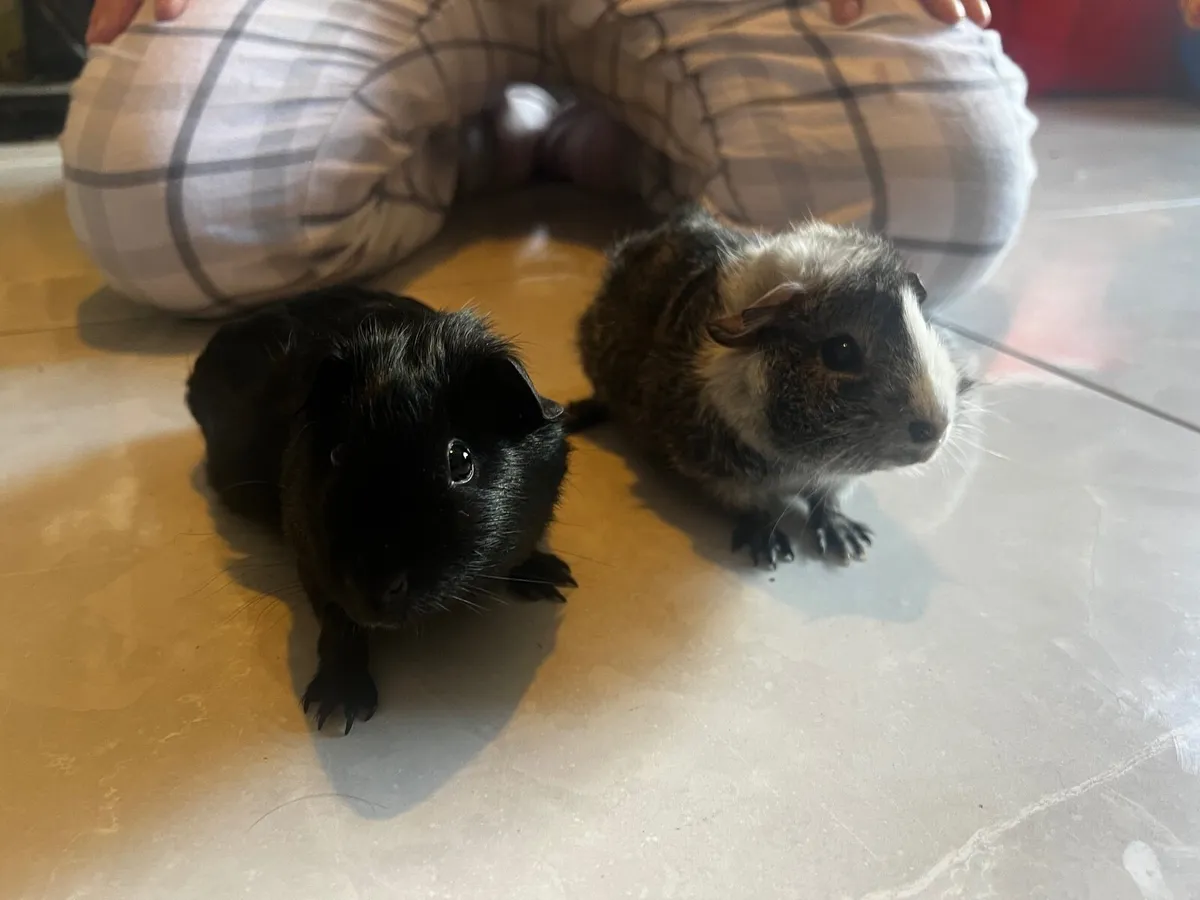Guinea pigs - Image 2