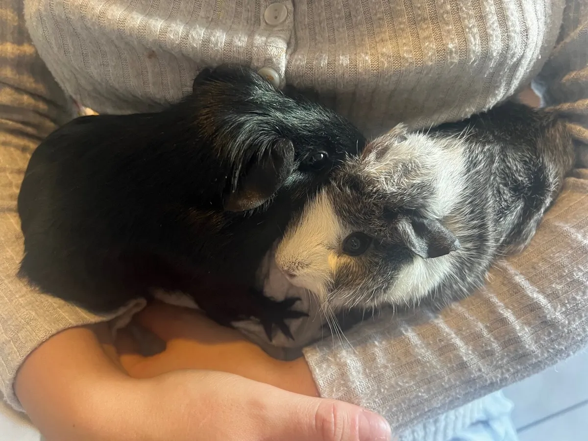 Guinea pigs - Image 3