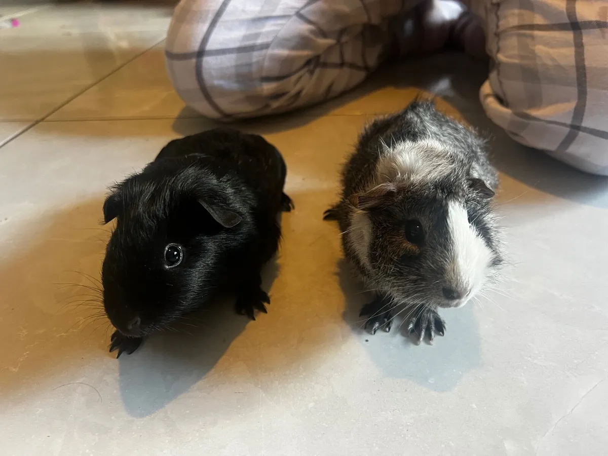 Guinea pigs - Image 4