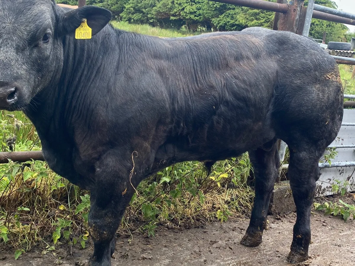 Limousion x Belgium blue Hybrid bull September 24 - Image 1