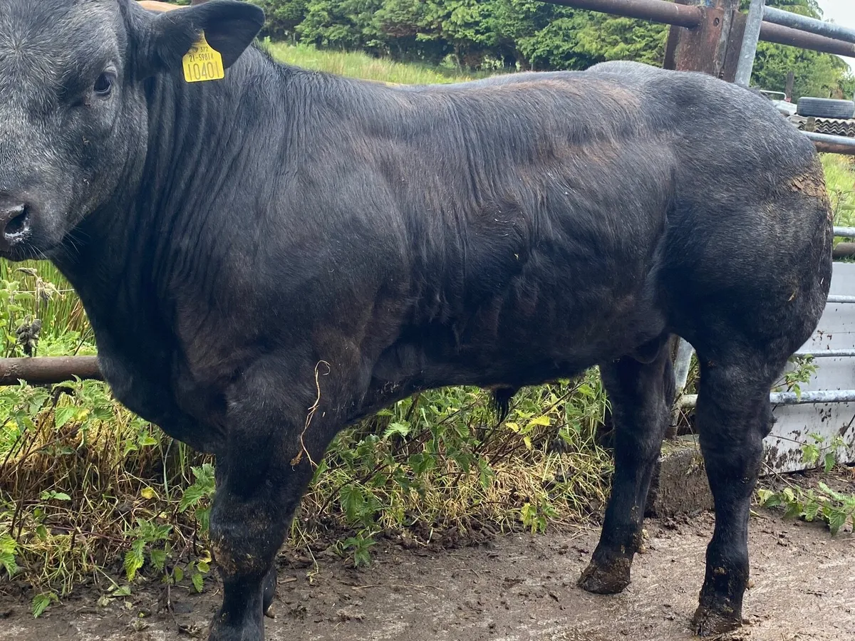 Limousion x Belgium blue Hybrid bull September 24 - Image 2