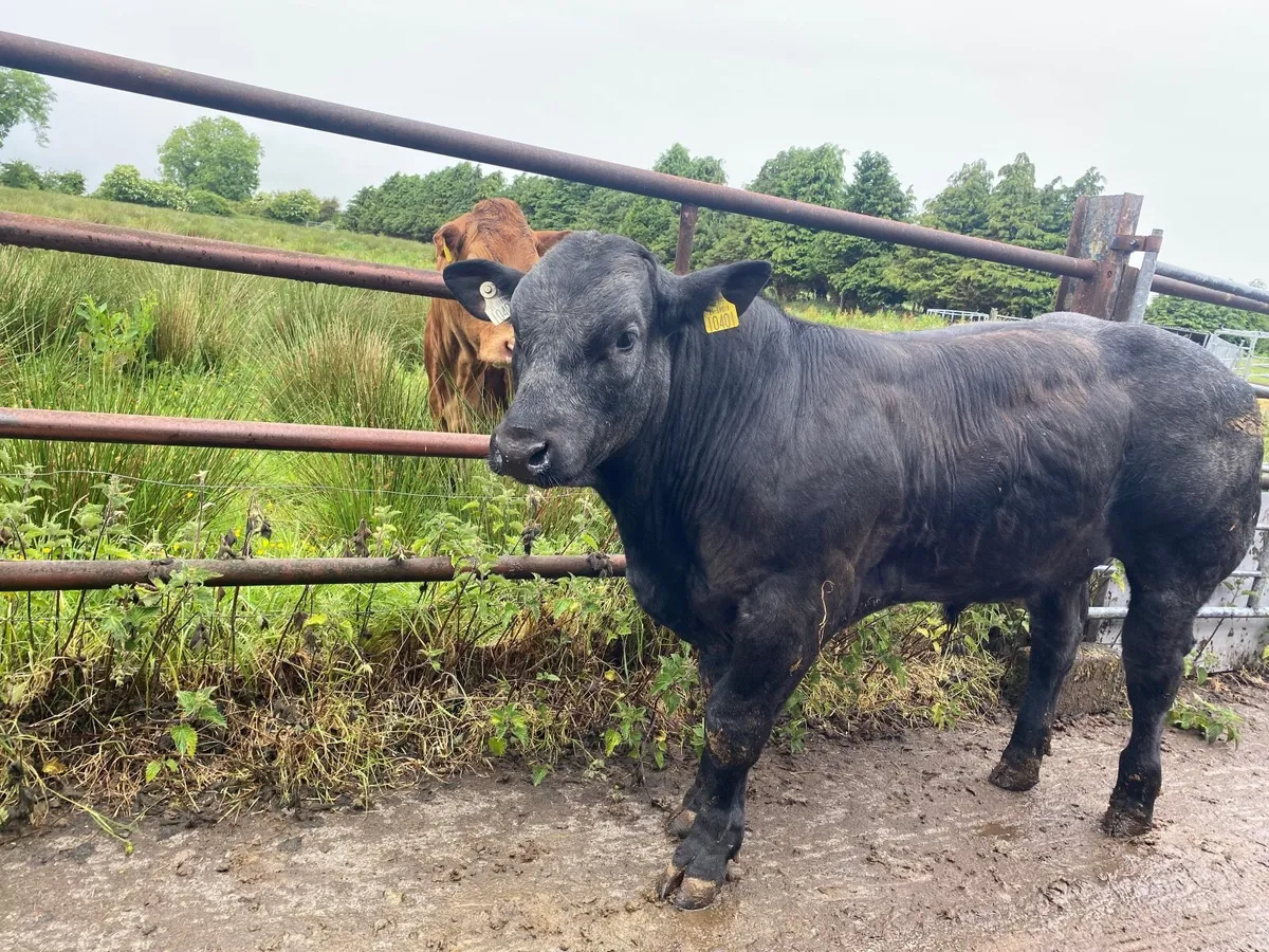 Limousion x Belgium blue Hybrid bull September 24 - Image 4