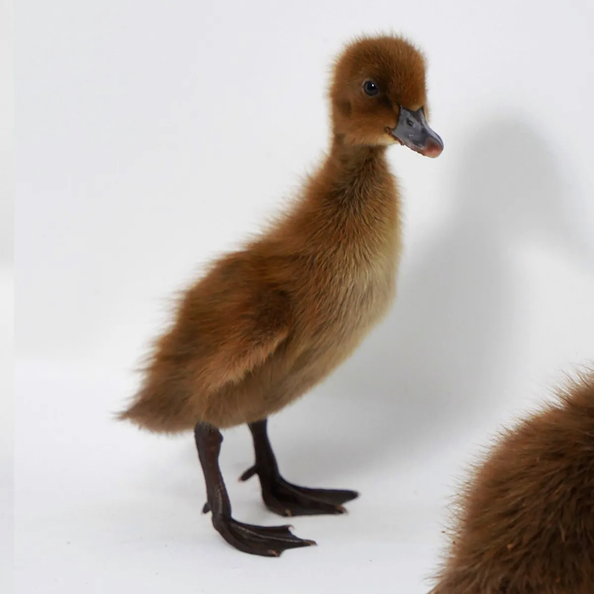 Khaki Campbell Ducklings