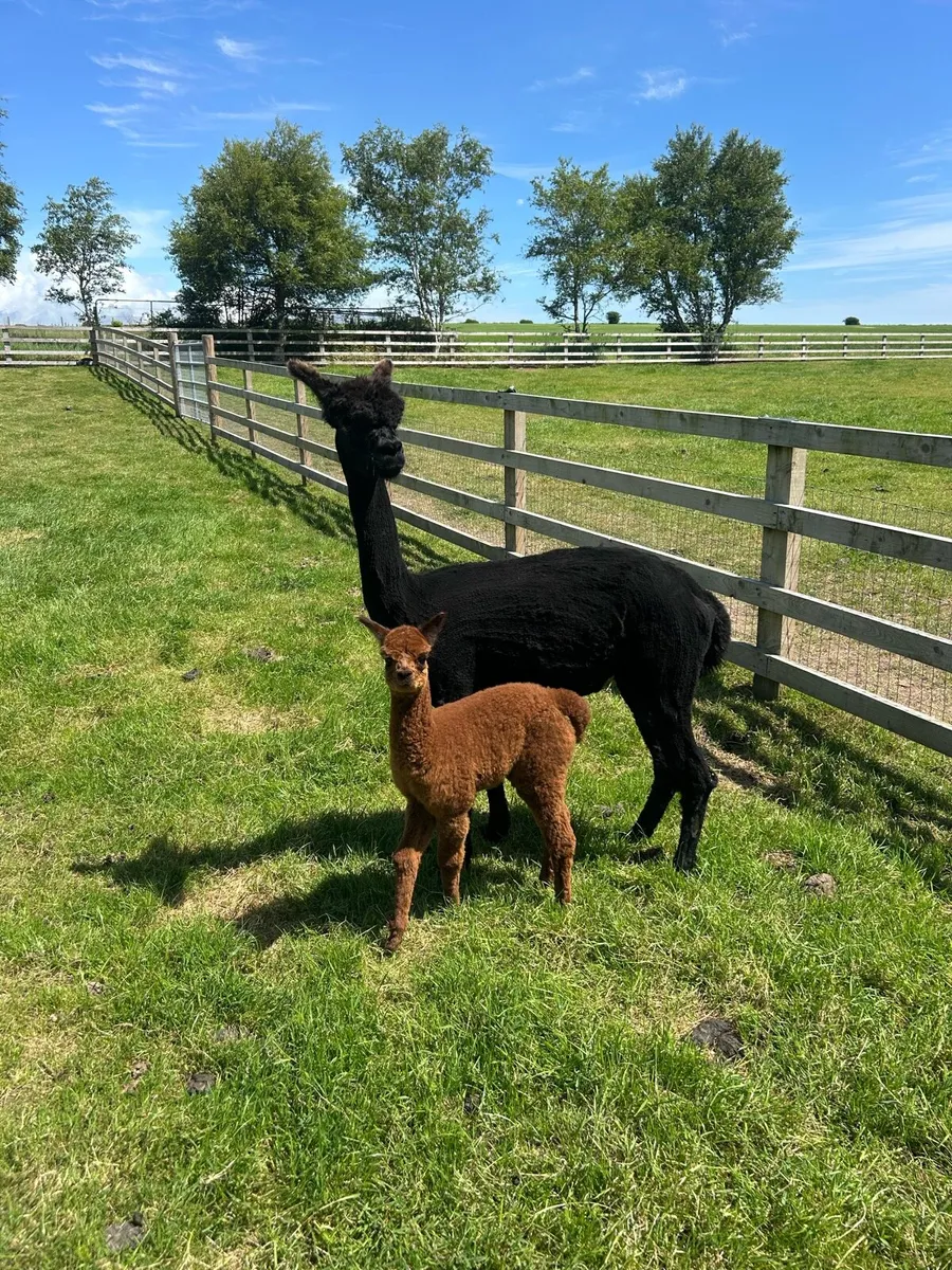 Alpaca - Image 1