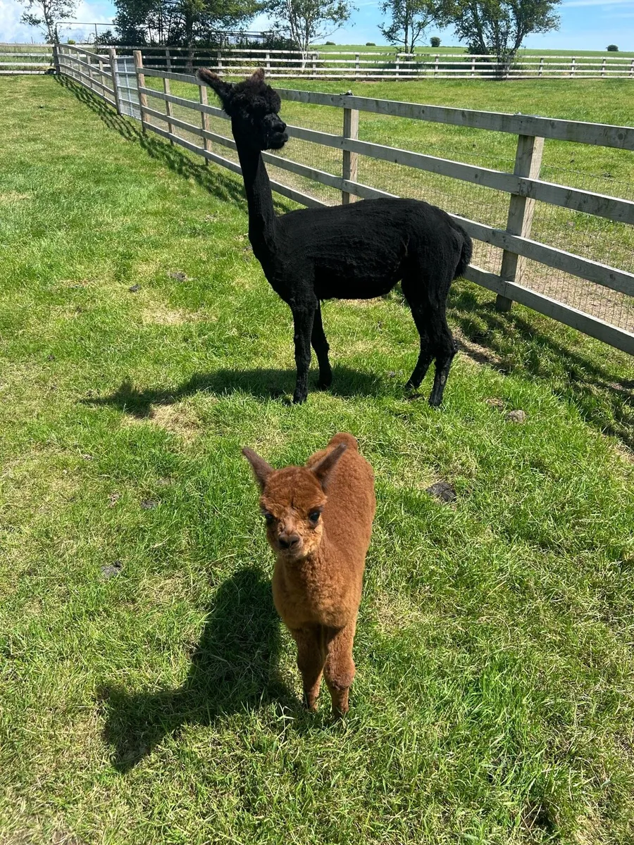 Alpaca - Image 2