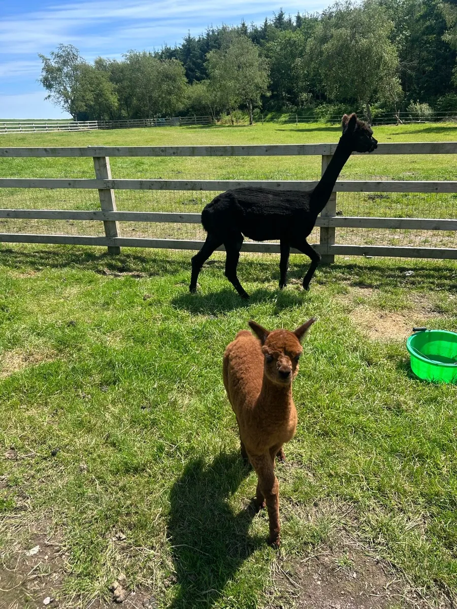 Alpaca - Image 3