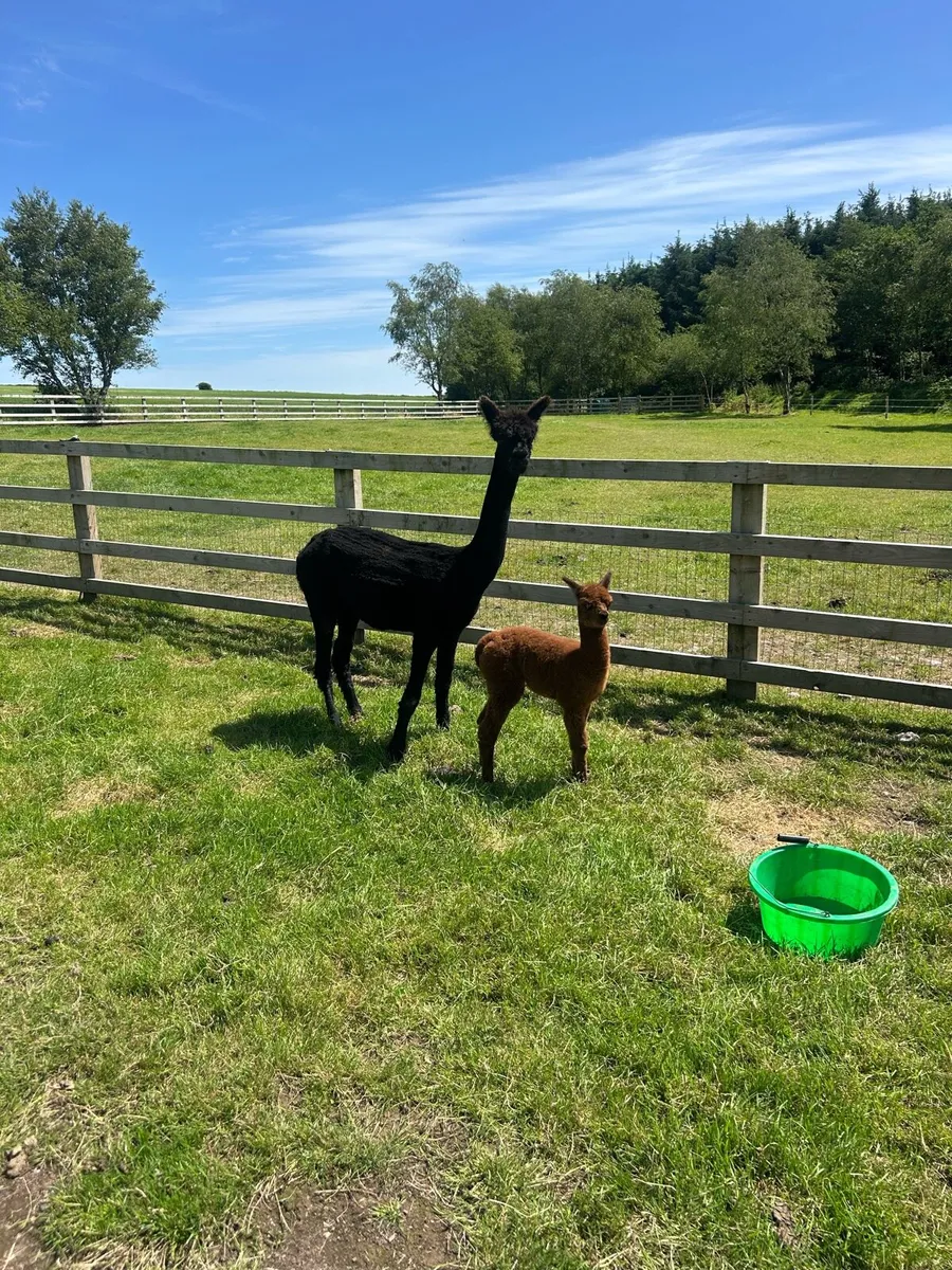 Alpaca - Image 4