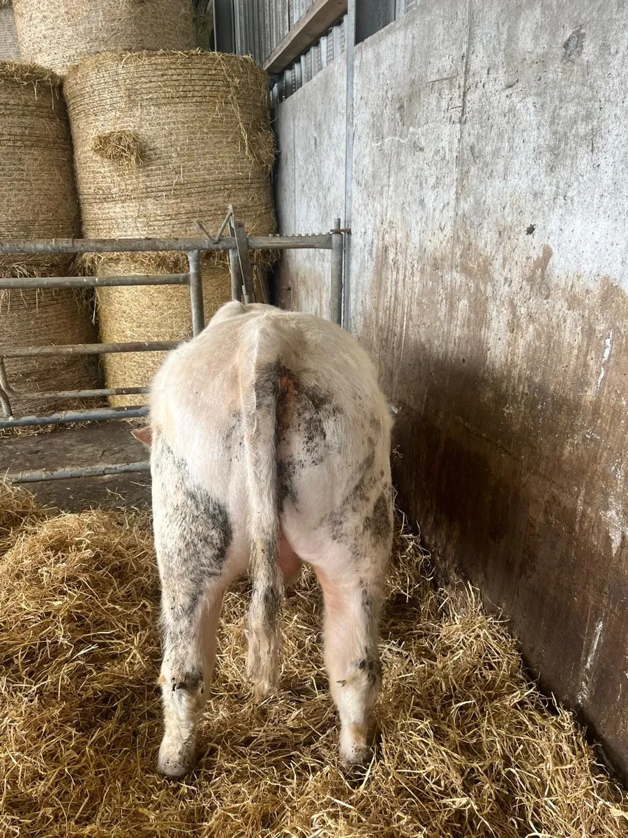 Pure Bred Registered Charolais Bull - Image 2