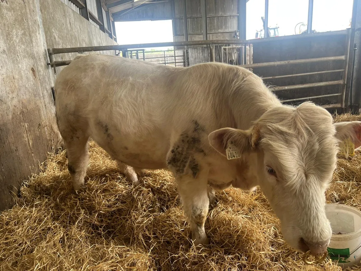 Pure Bred Registered Charolais Bull - Image 3