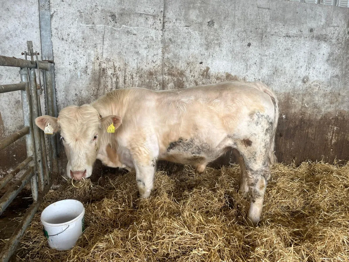 Pure Bred Registered Charolais Bull - Image 1