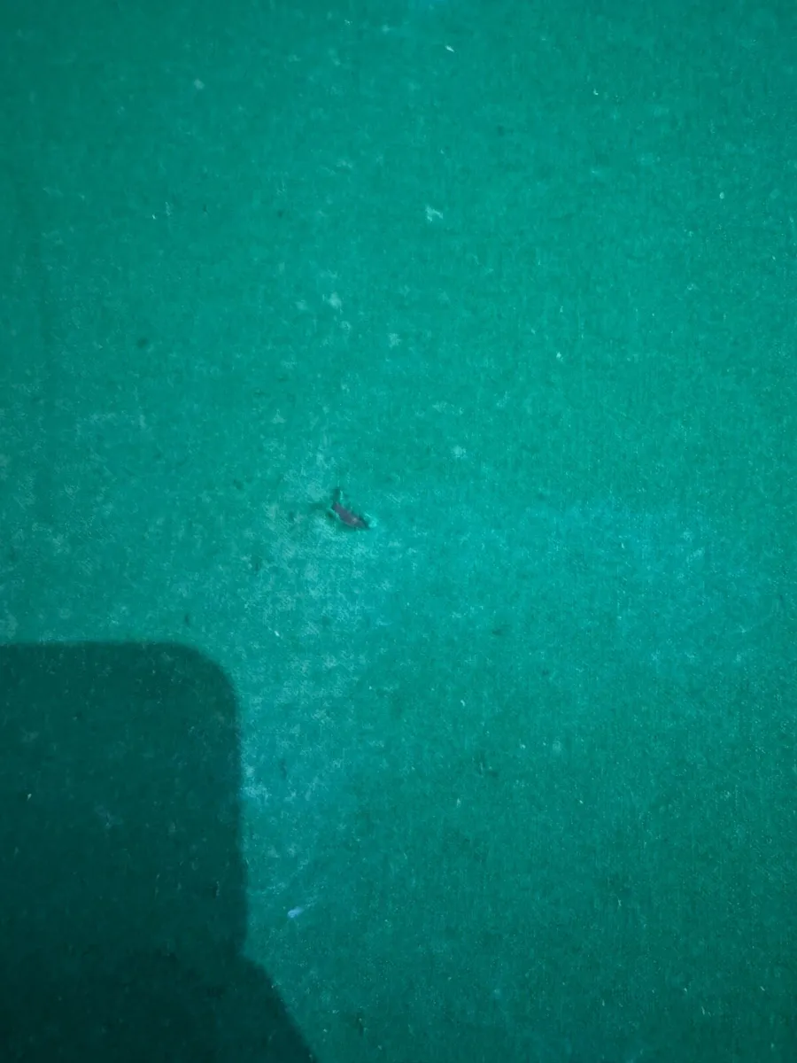 Pool table 6ft x 3'6 - Image 4