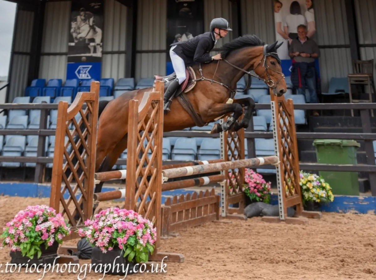 16.2 5 year old allrounder - Image 1