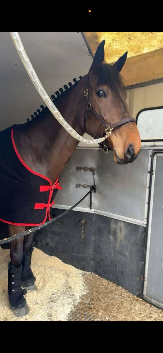 16.2 5 year old allrounder - Image 2