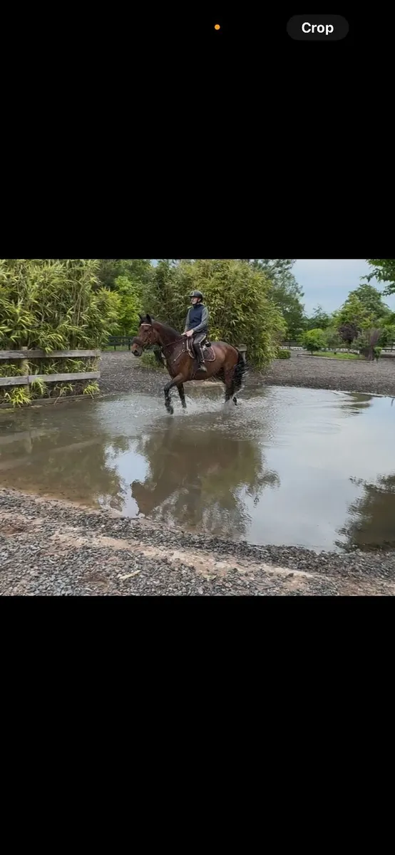 16.2 5 year old allrounder - Image 3