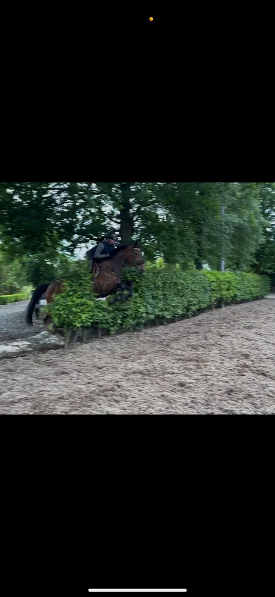 16.2 5 year old allrounder - Image 4