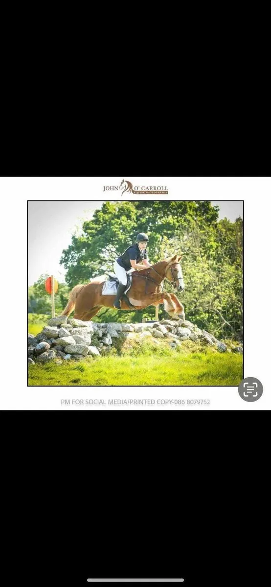 Allrounder Horse - Image 1