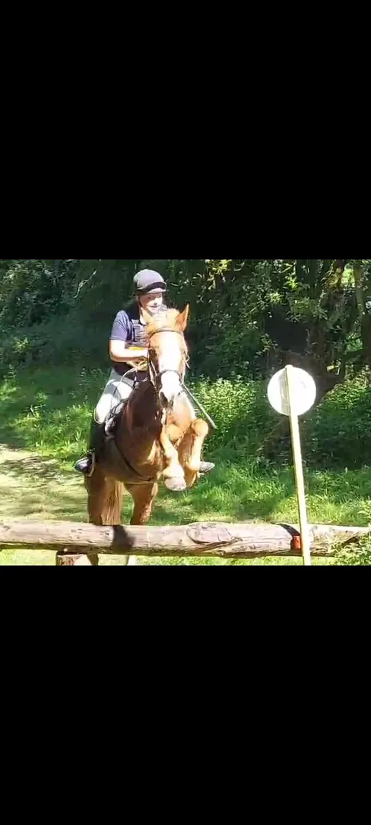 Allrounder Horse - Image 2