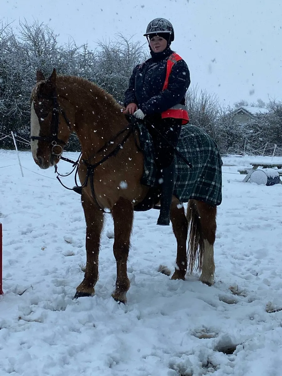 Allrounder Horse - Image 3