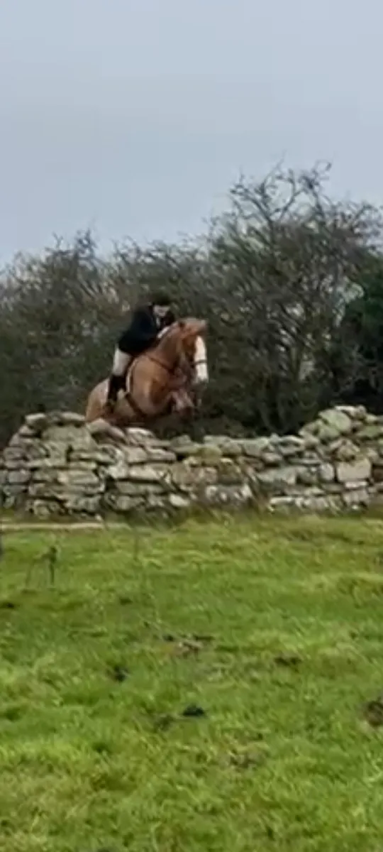 Allrounder Horse - Image 4