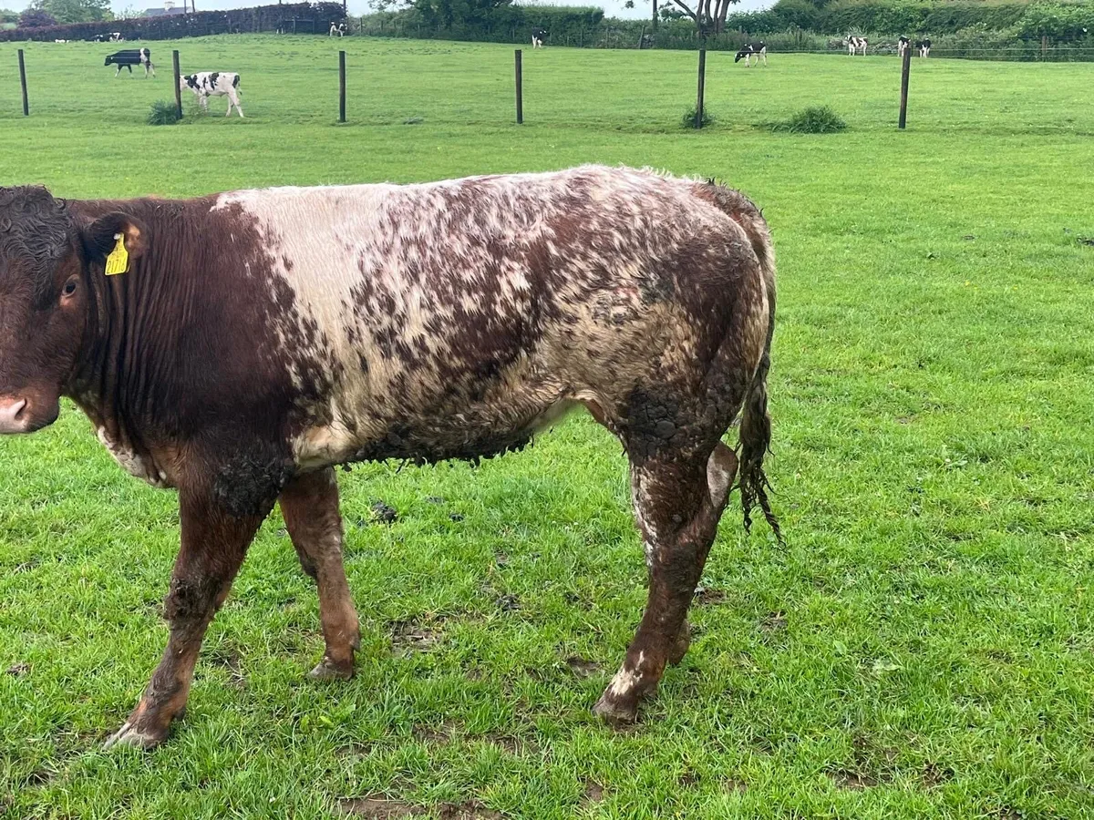 Super Belgian blue roan heifer - Image 1