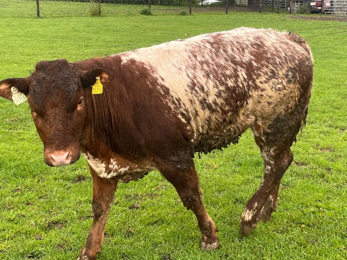 Super Belgian blue roan heifer - Image 2