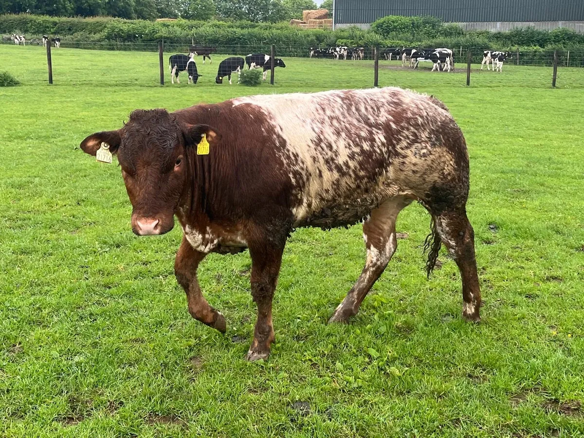 Super Belgian blue roan heifer - Image 3