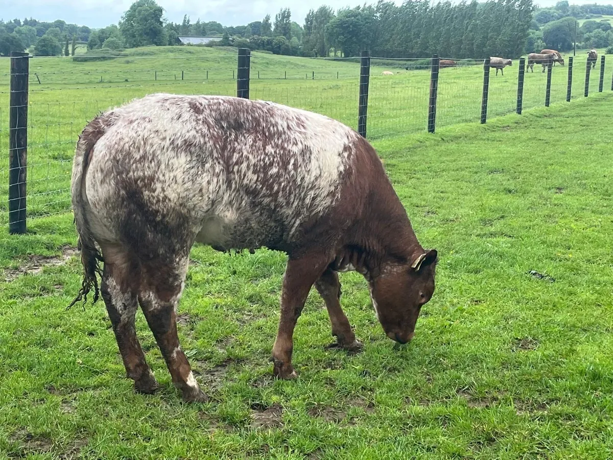 Super Belgian blue roan heifer - Image 4