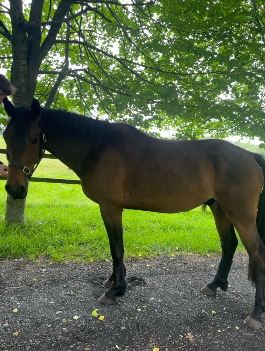 4 Year Old Connemara x ISH gelding - Image 1