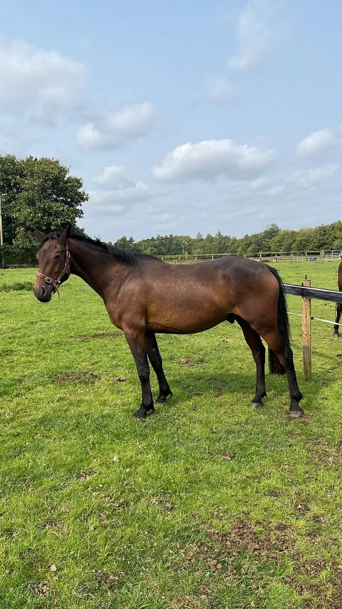 4 Year Old Connemara x ISH gelding - Image 2