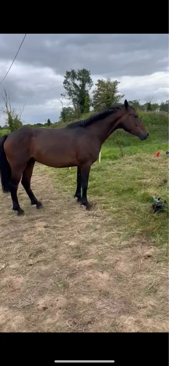4 Year Old Connemara x ISH gelding - Image 3