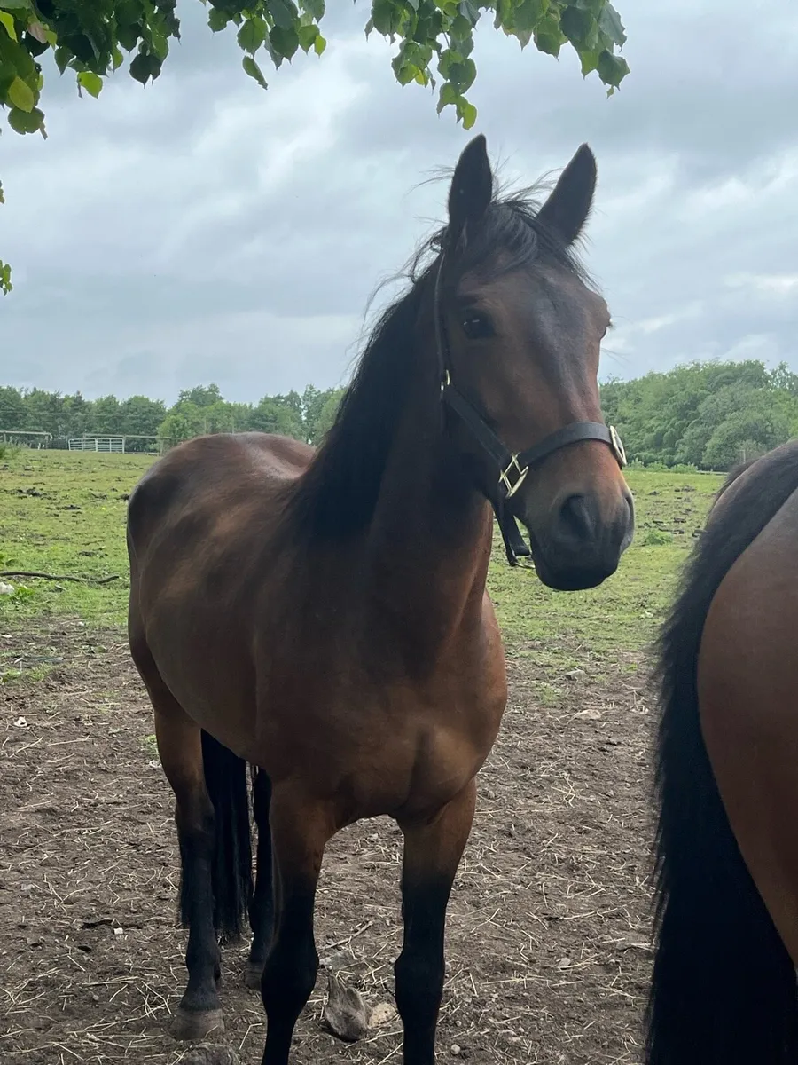 4 Year Old Connemara x ISH gelding - Image 4