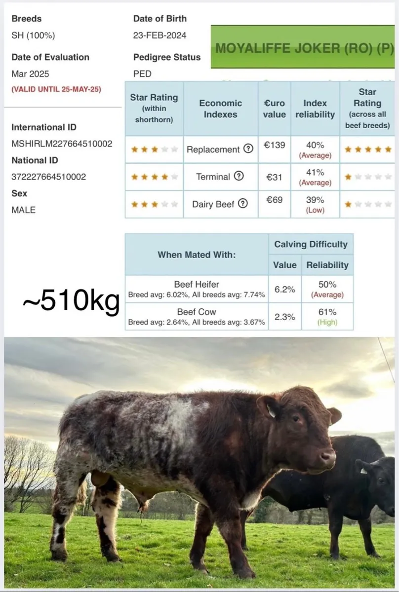 ✨5 ⭐️Shorthorn Bull for sale ✨ - Image 1