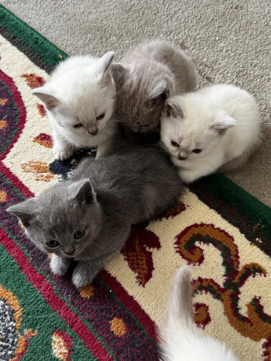 British Shorthair Kittens *Last one* - Image 1