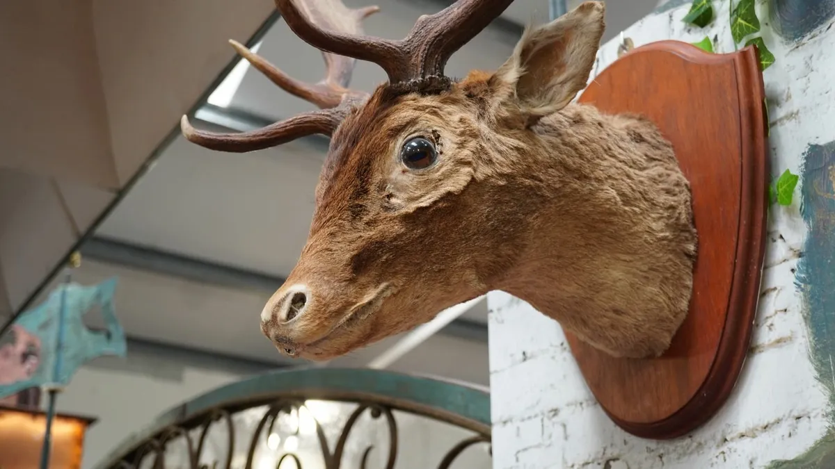 🦌 Mounted Deer Head - Image 4