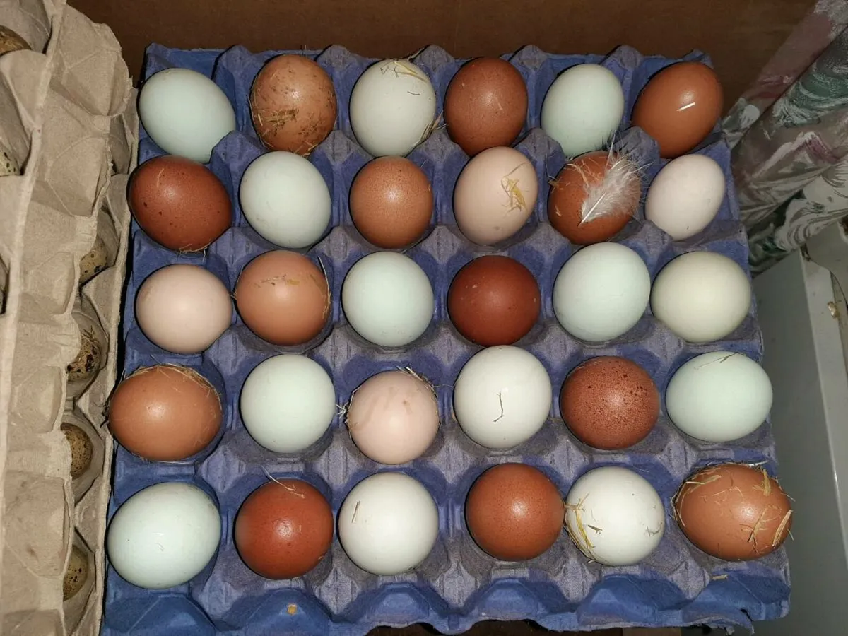 Pure bred black copper Marans - Image 4