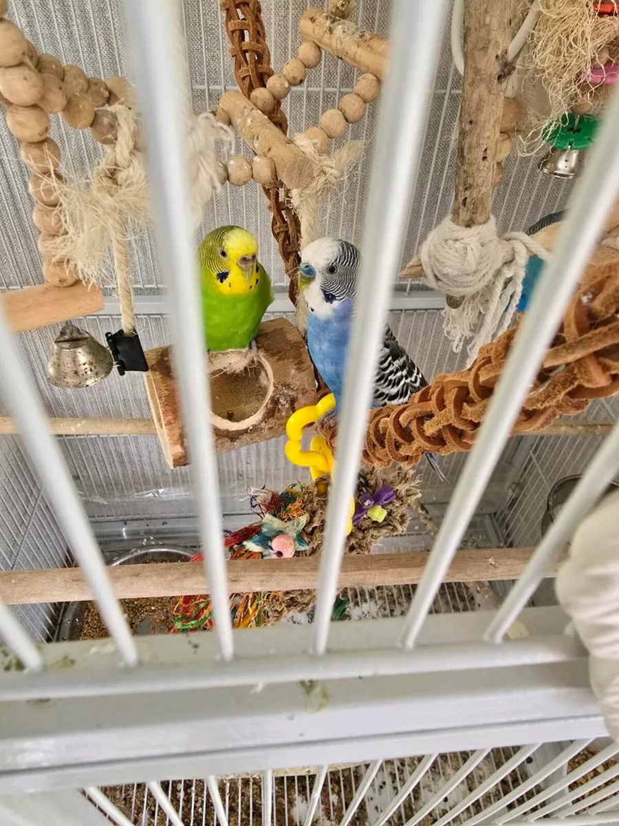 Budgie x4 - Image 1