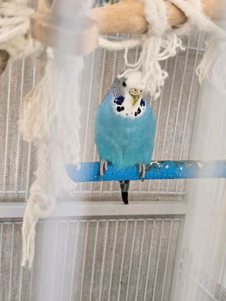 Budgie x4 - Image 2