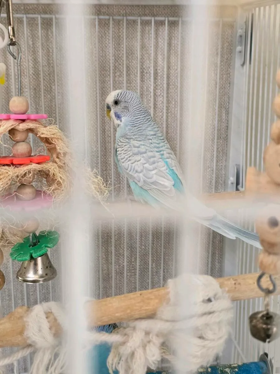 Budgie x4 - Image 3