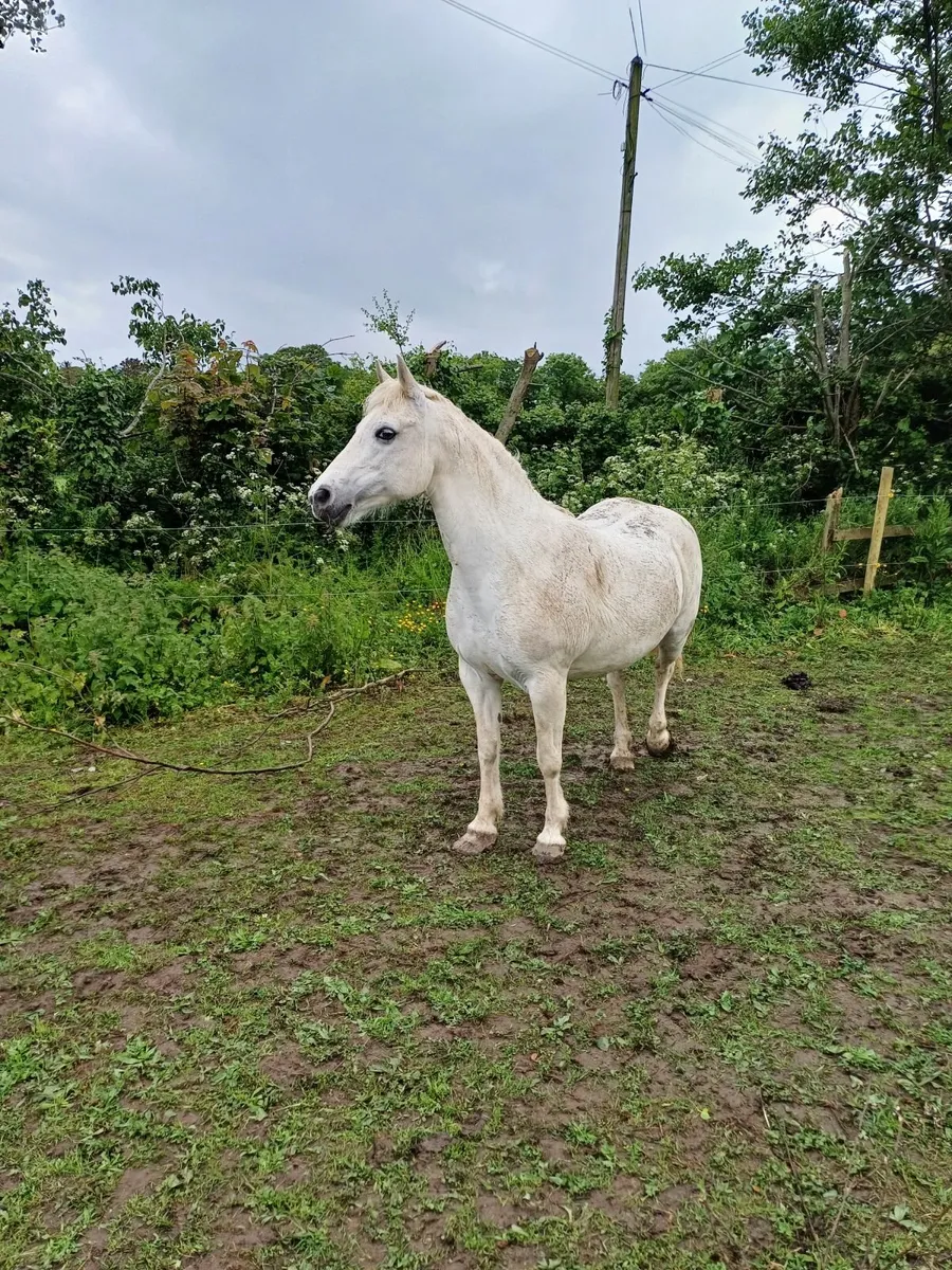 Class 1 infoal connemara mare - Image 1