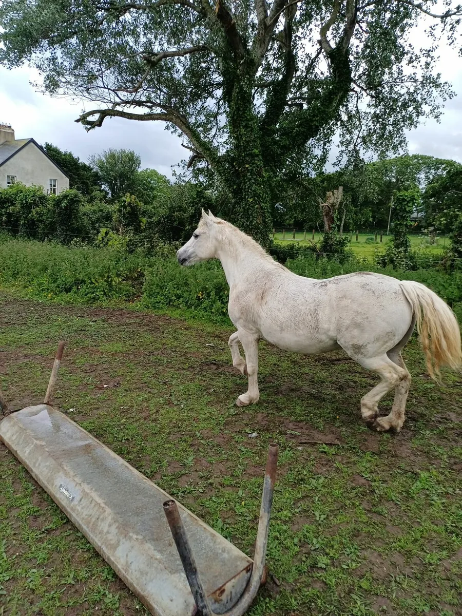 Class 1 infoal connemara mare - Image 2