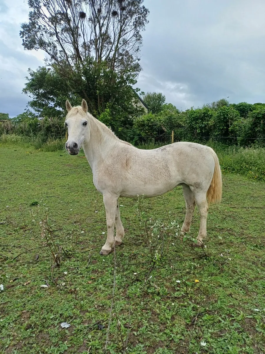 Class 1 infoal connemara mare - Image 3