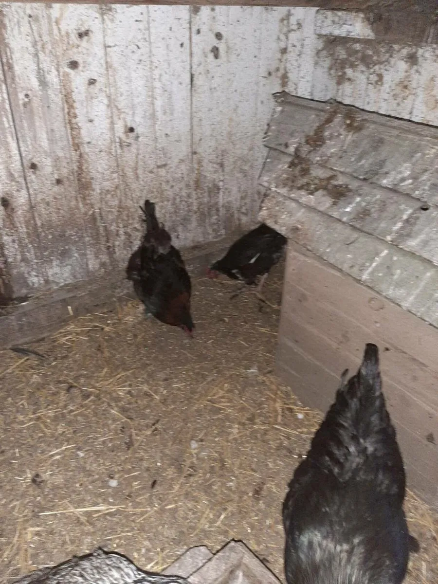 Pure bred black copper Marans - Image 1